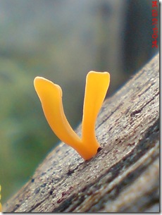 jamur kuning 55