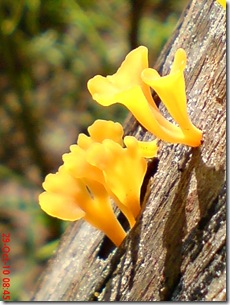 jamur kuning 19