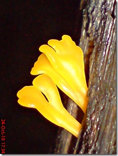 jamur kuning 37