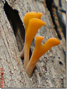 jamur kuning 59