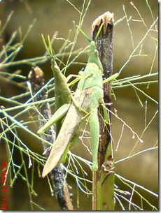 green grasshopper mating front view 15