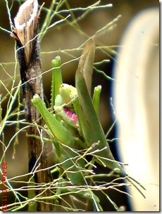 green grasshopper mating over view 09