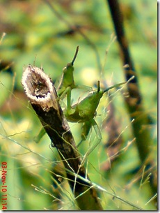 green grasshopper mating front view 02
