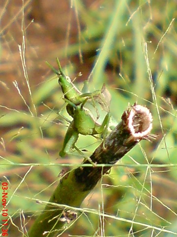 [green grasshopper mating front view 04[3].jpg]