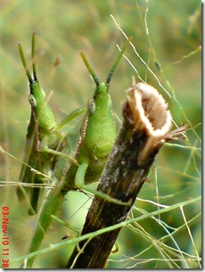 green grasshopper mating front view 09