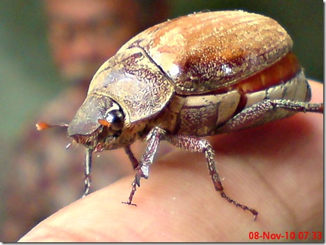kumbang lege 10