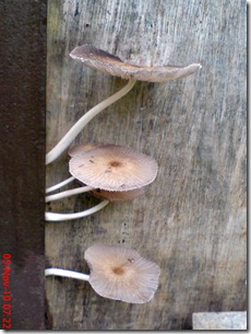 jamur payung di sela pintu belakang 01