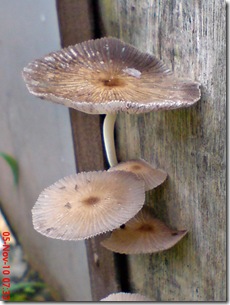 jamur payung di sela pintu belakang 15