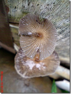 jamur payung di sela pintu belakang 06