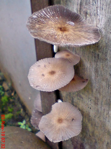[jamur payung di sela pintu belakang 14[3].jpg]