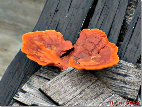jamur merah 03