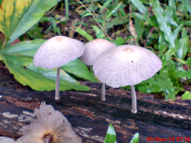 [jamur seperti payung 03.jpg]