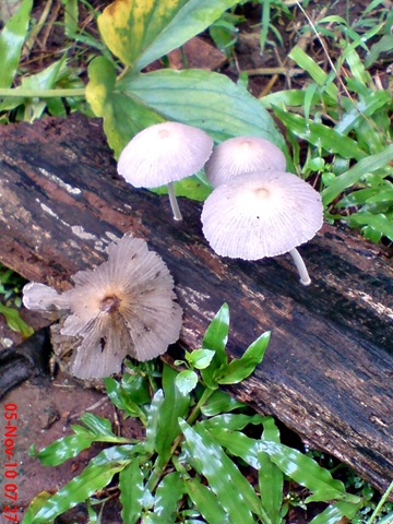 [jamur seperti payung 06.jpg]