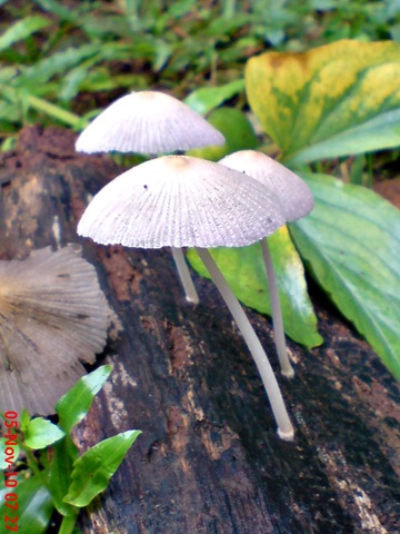 [jamur seperti payung 07.jpg]