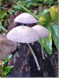 jamur seperti payung 10