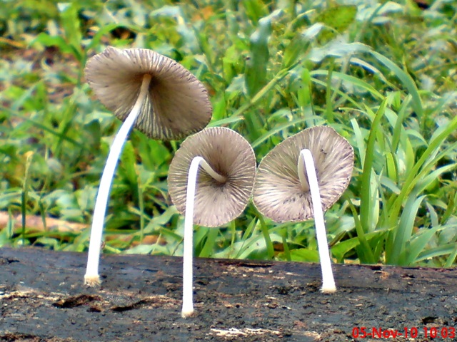 [jamur seperti payung layu 03.jpg]