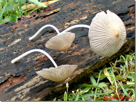 jamur seperti payung layu 01