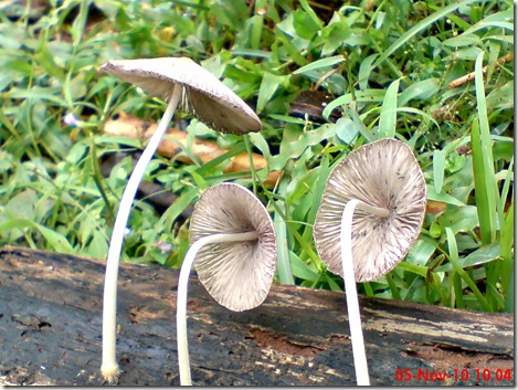 jamur seperti payung layu 04