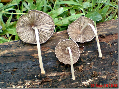 jamur seperti payung layu 18