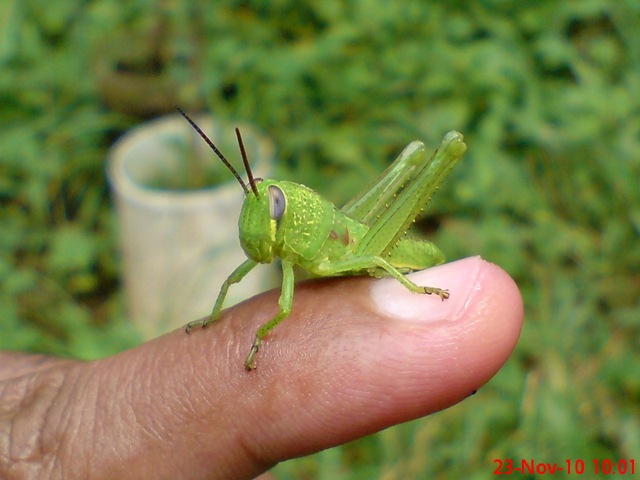[anak belalang berwarna hijau 01[3].jpg]