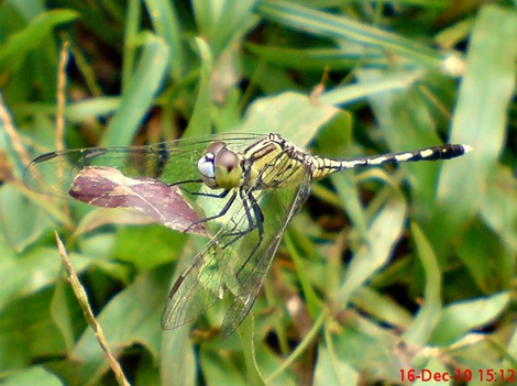 Capung Chalky percher - Diplacodes trivialis - female Capung Chalky percher - Diplacodes trivialis - female