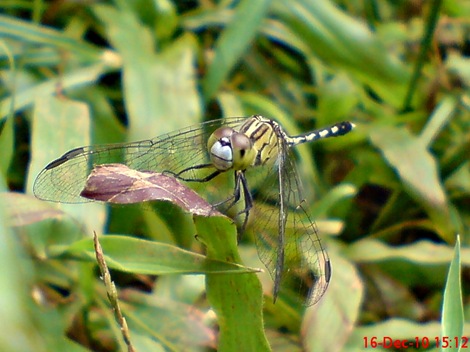 Capung Chalky percher - Diplacodes trivialis - female Capung Chalky percher - Diplacodes trivialis - female