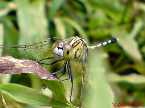 Capung Chalky percher - Diplacodes trivialis - female Capung Chalky percher - Diplacodes trivialis - female
