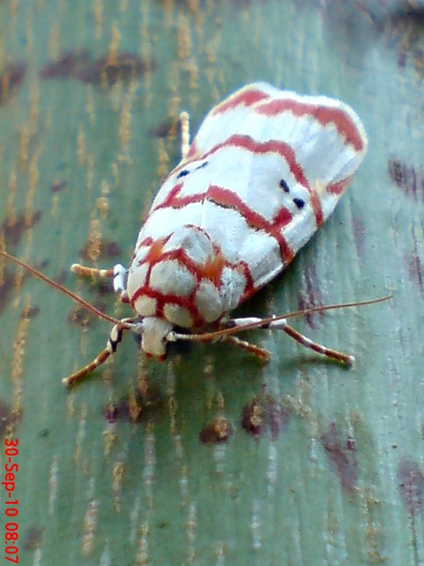 DSC04965 Cyana conclusa ngengat putih bergaris merah