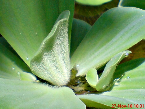 apu-apu Pistia stratiotes DSC02210