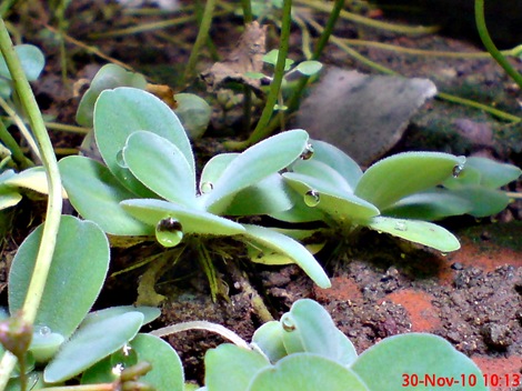 apu-apu Pistia stratiotes DSC02344