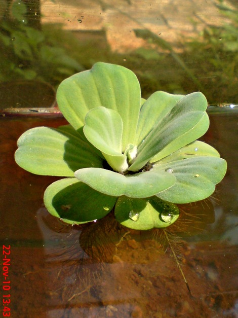 apu-apu Pistia stratiotes DSC01857