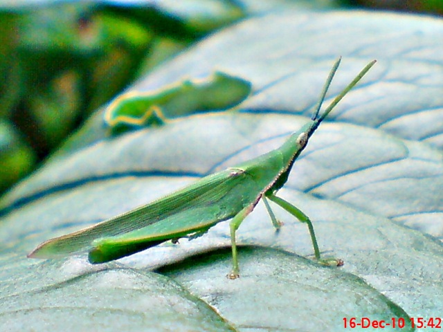 [belalang hijau Atractomorpha crenulata vegetable grasshopper DSC03542[4].jpg]