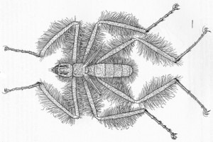 lalat Mormotomyia hirsuta, original description