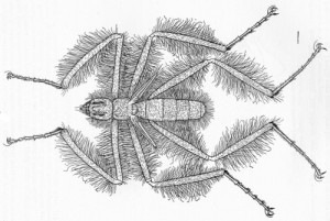 lalat Mormotomyia hirsuta, original description lalat Mormotomyia hirsuta, original description