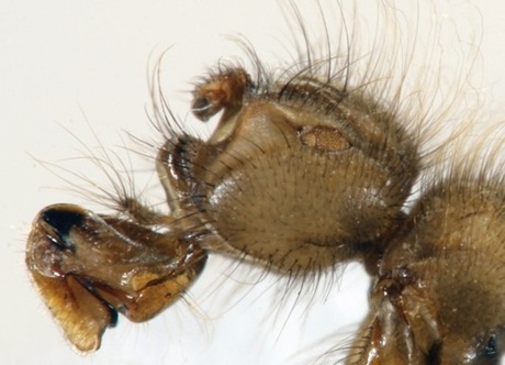 Mormotomyia hirsuta żyje w jaskiniach w ścisłym powiązaniu z pewnym gatunkiem nietoperzy – rozmnaża się w odchodach tych ssaków Mormotomyia hirsuta żyje w jaskiniach w ścisłym powiązaniu z pewnym gatunkiem nietoperzy – rozmnaża się w odchodach tych ssaków