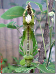 Locusta migratoria molting Locusta migratoria molting