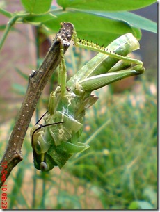 Locusta migratoria molting Locusta migratoria molting