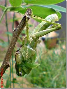 Locusta migratoria molting Locusta migratoria molting