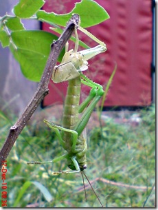 Locusta migratoria molting Locusta migratoria molting
