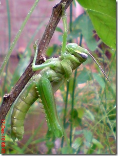 Locusta migratoria molting Locusta migratoria molting