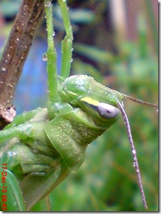 Locusta migratoria molting