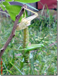 Locusta migratoria molting Locusta migratoria molting