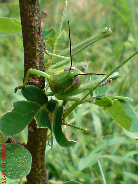 anak belalang Locusta migratoria 3