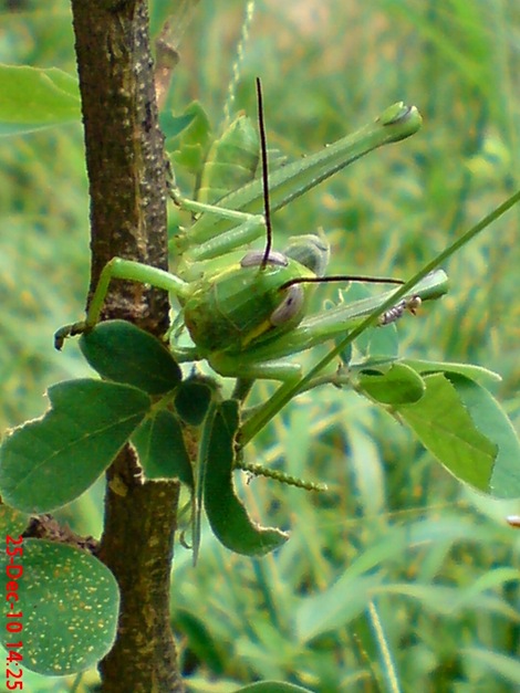 anak belalang Locusta migratoria 3 anak belalang Locusta migratoria 3
