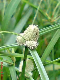 rumput whitehead spikesedge Kyllinga nemoralis 4