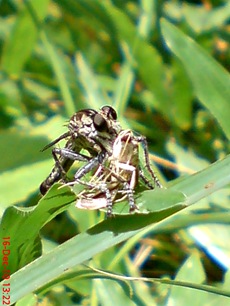 Promachus rufipes - Red-footed Cannibalfly DSC03475