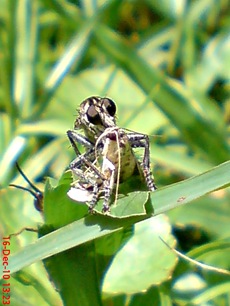 Promachus rufipes - Red-footed Cannibalfly DSC03476