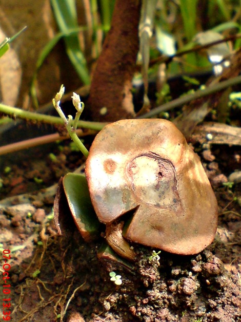tunas jengkol Archidendron pauciflorum tunas jengkol Archidendron pauciflorum