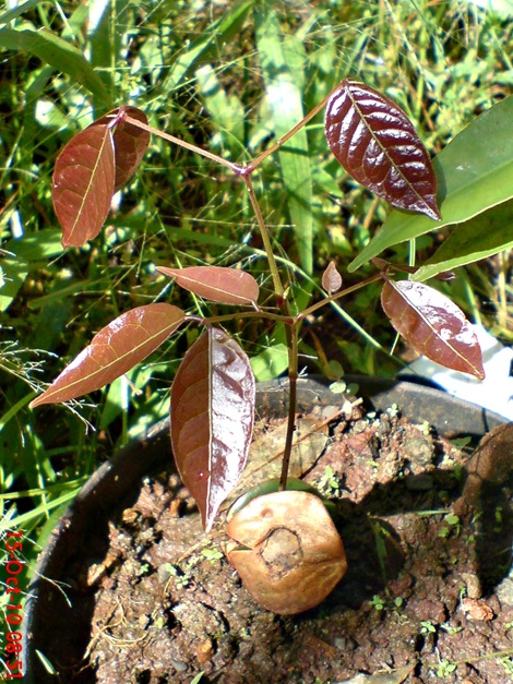 tunas jengkol DSC05490 tunas jengkol DSC05490