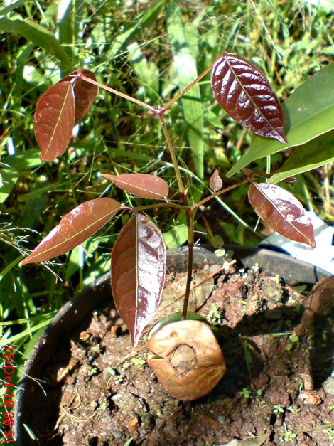 tunas jengkol DSC05490